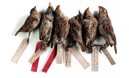 سهره ها یا همان فنج های معروف داروین که از آمریکای جنوبی جمع آوری کرد. *به نوک پرندگان دقت کنید*